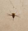 Bombyliini inconnu